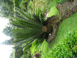 Image of Modjadji Cycad