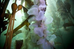 Image of Hooded sea slug