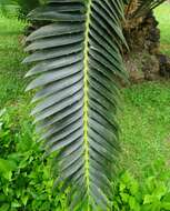 Image of Modjadji Cycad