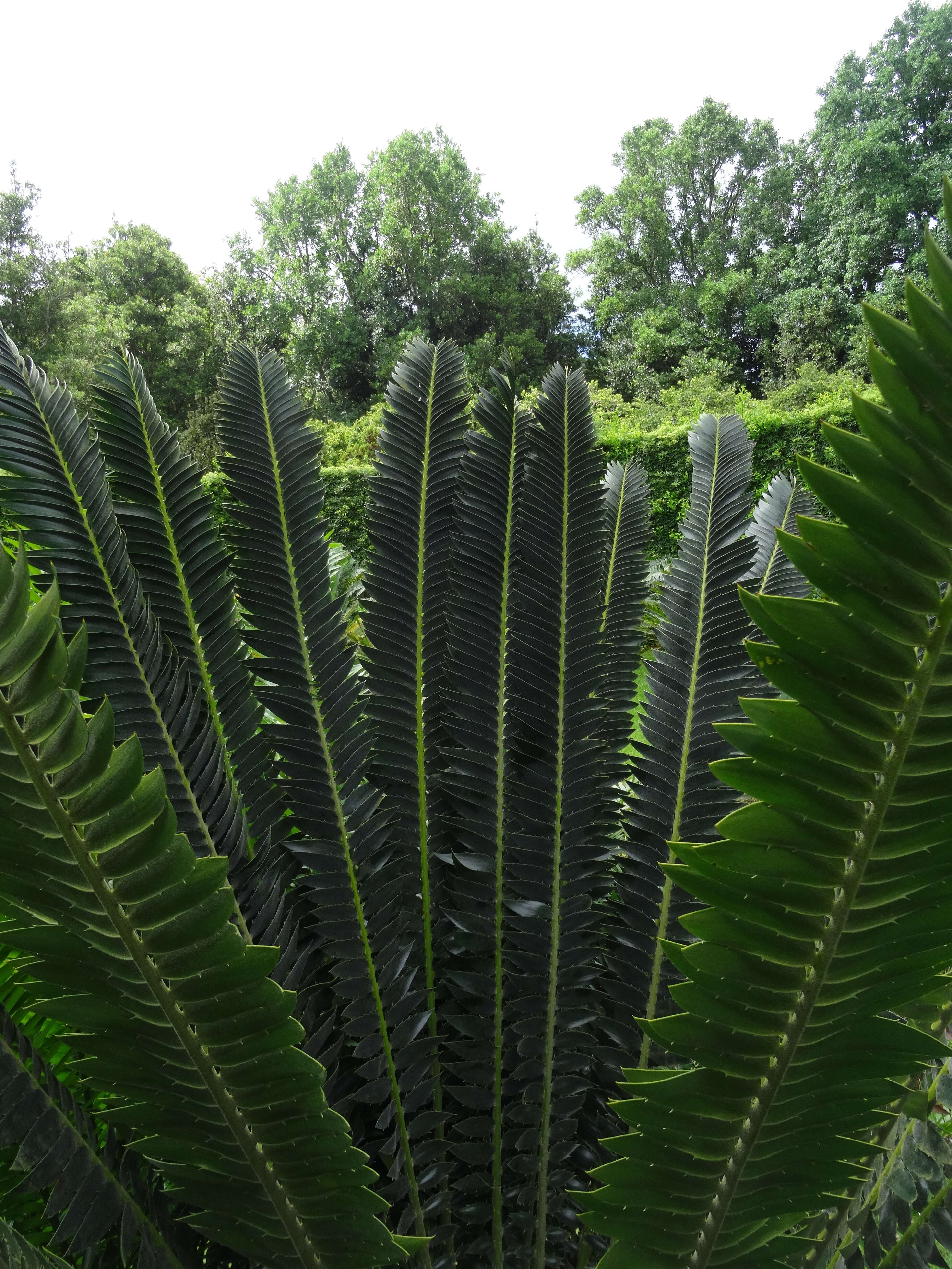 Image of Modjadji Cycad