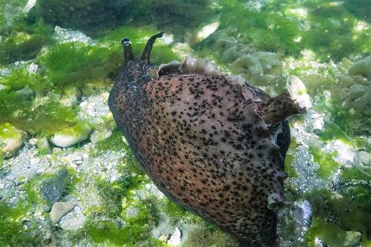 Image of California sea hare