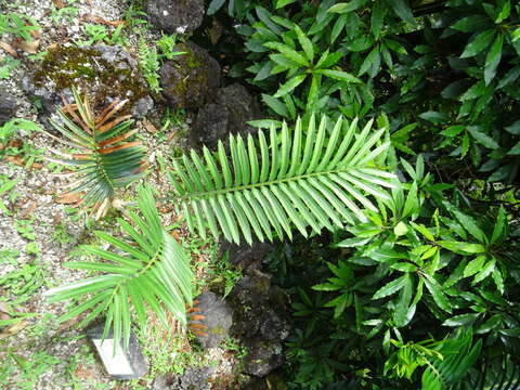 Image of Sclavo's Cycad