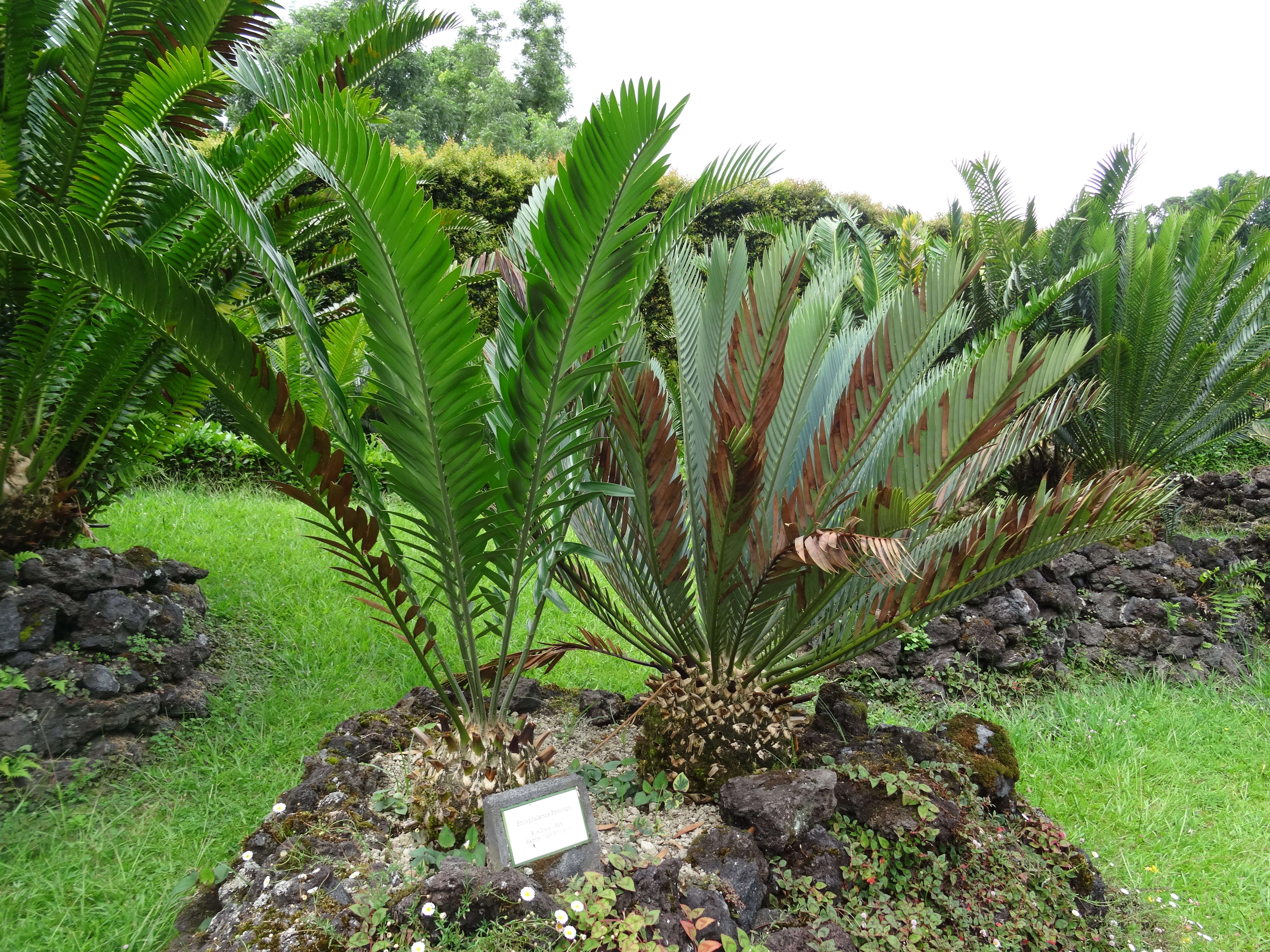 Image of Kei Cycad