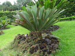 Image of Kei Cycad