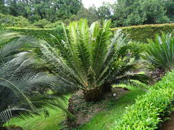 Image of Barberton Cycad