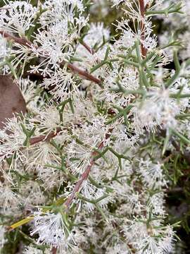 Image of Hakea lissocarpha R. Br.