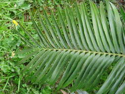 Image of Barberton Cycad