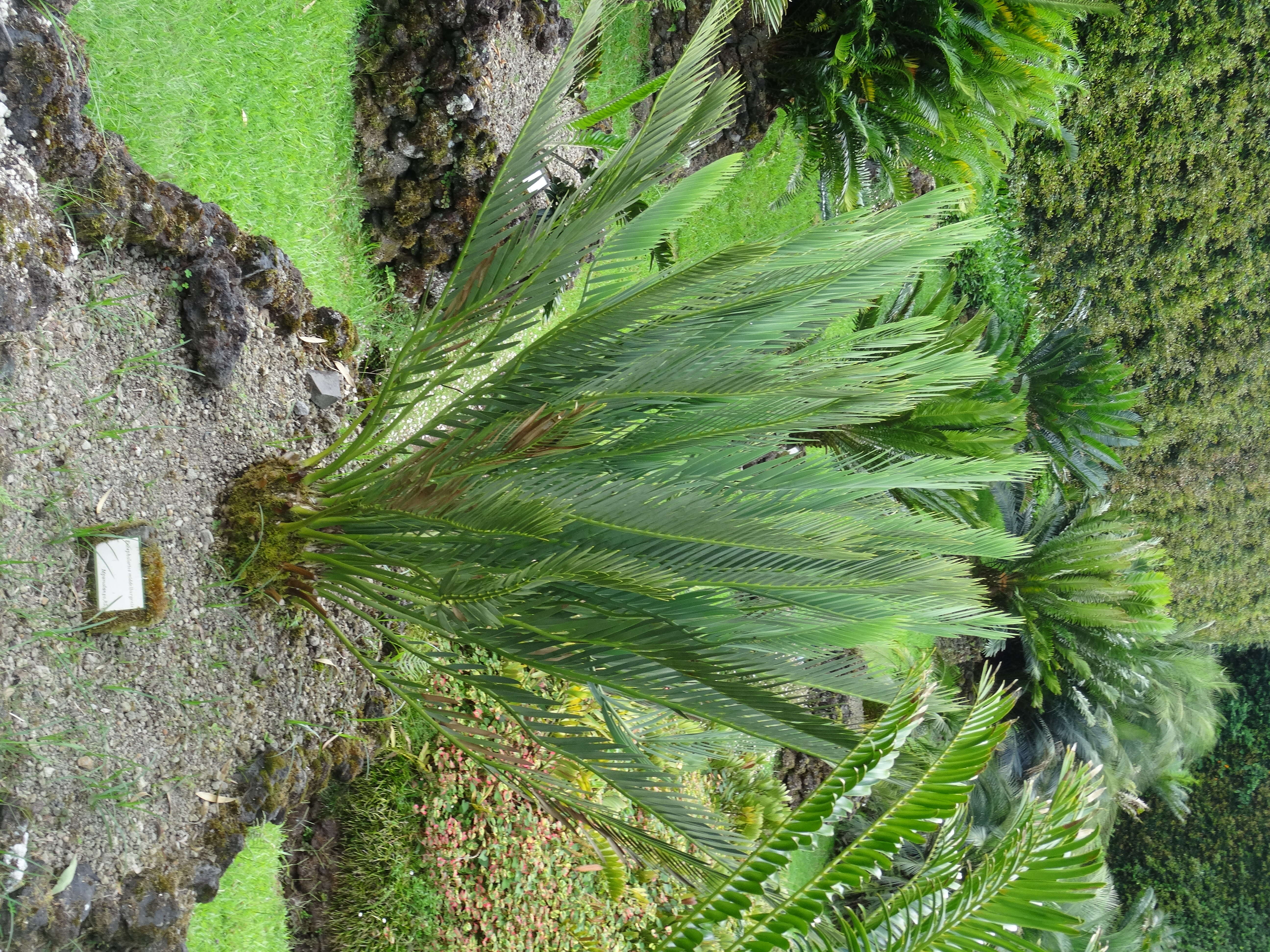 Image of Cycad