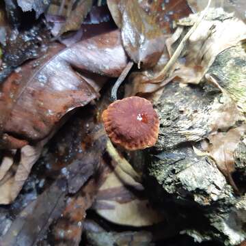 Image of Marasmius perlongispermus Singer 1976