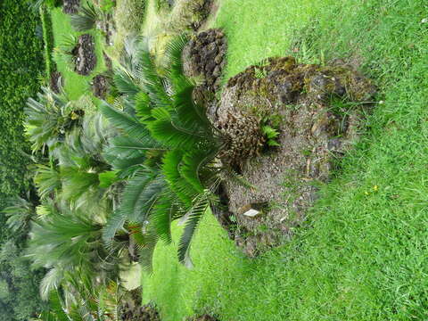 Image of Suurberg Cycad