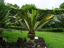 Image of Lebombo cycad