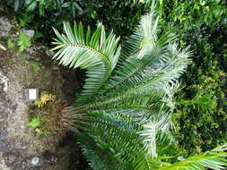 Image of Kwango Giant Cycad