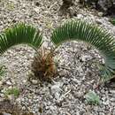 Image of Olifants River Cycad