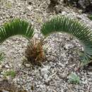 Слика од Encephalartos lanatus Stapf & Burtt Davy