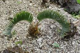 Image of Olifants River Cycad