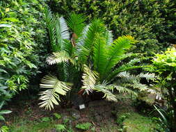 Image of Voi Cycad