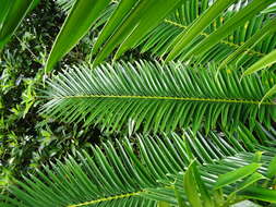 Image of Voi Cycad