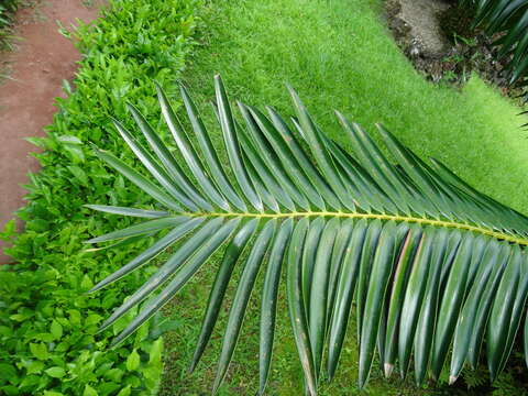 Image de Encephalartos gratus Prain