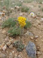 Sivun Draba streptocarpa A. Gray kuva