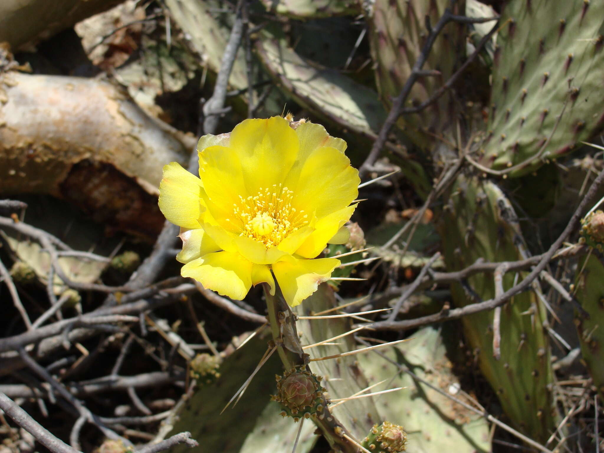 Image of Opuntia bravoana E. M. Baxter