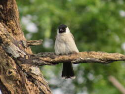 Image of Sooty-headed Bulbul