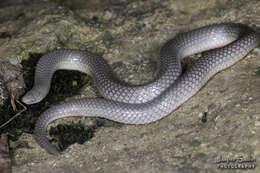 Image of Carphophis amoenus helenae (Kennicott 1859)