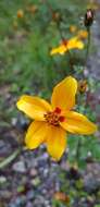 Image of Bidens bicolor Greenm.