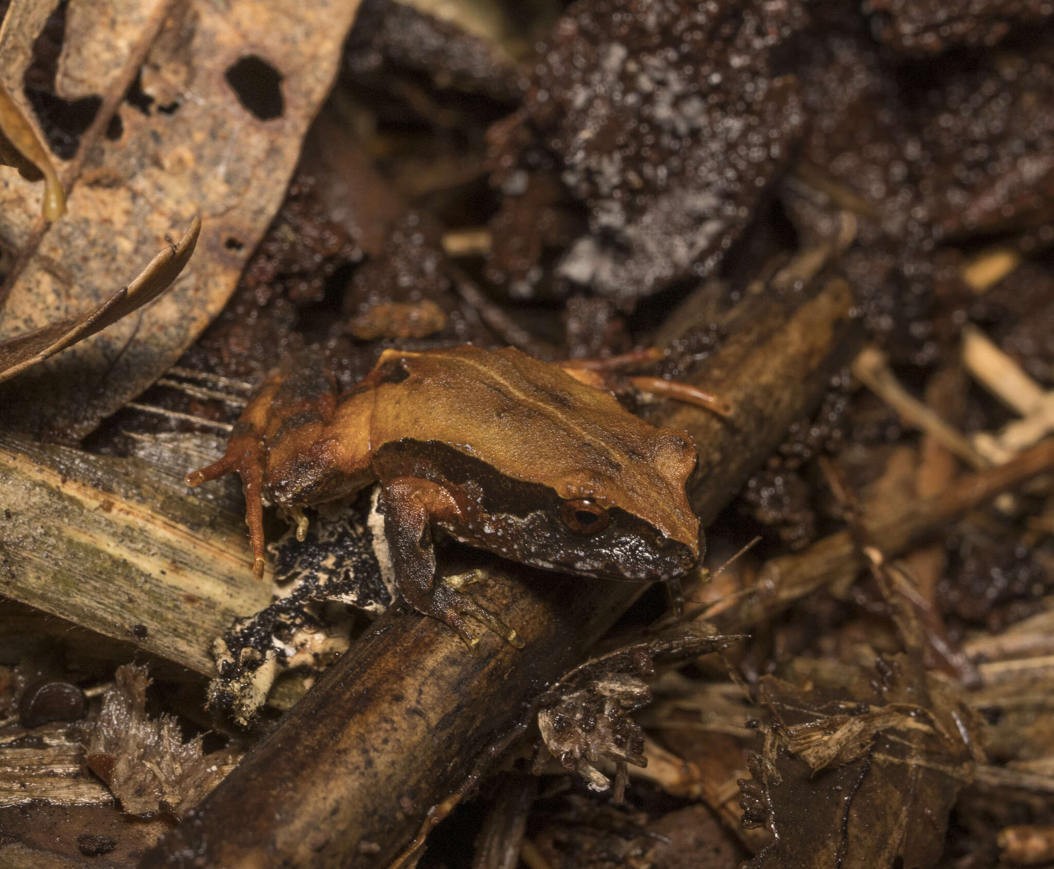 Image of Rosy Ground Frog