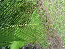 Image of Macrozamia moorei F. Muell.