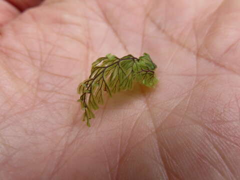 Image of Tunbridge filmy fern