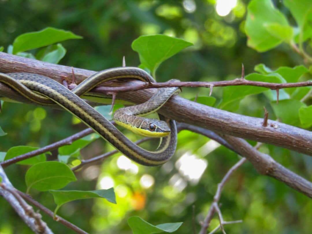 Imagem de Psammophis orientalis Broadley 1977