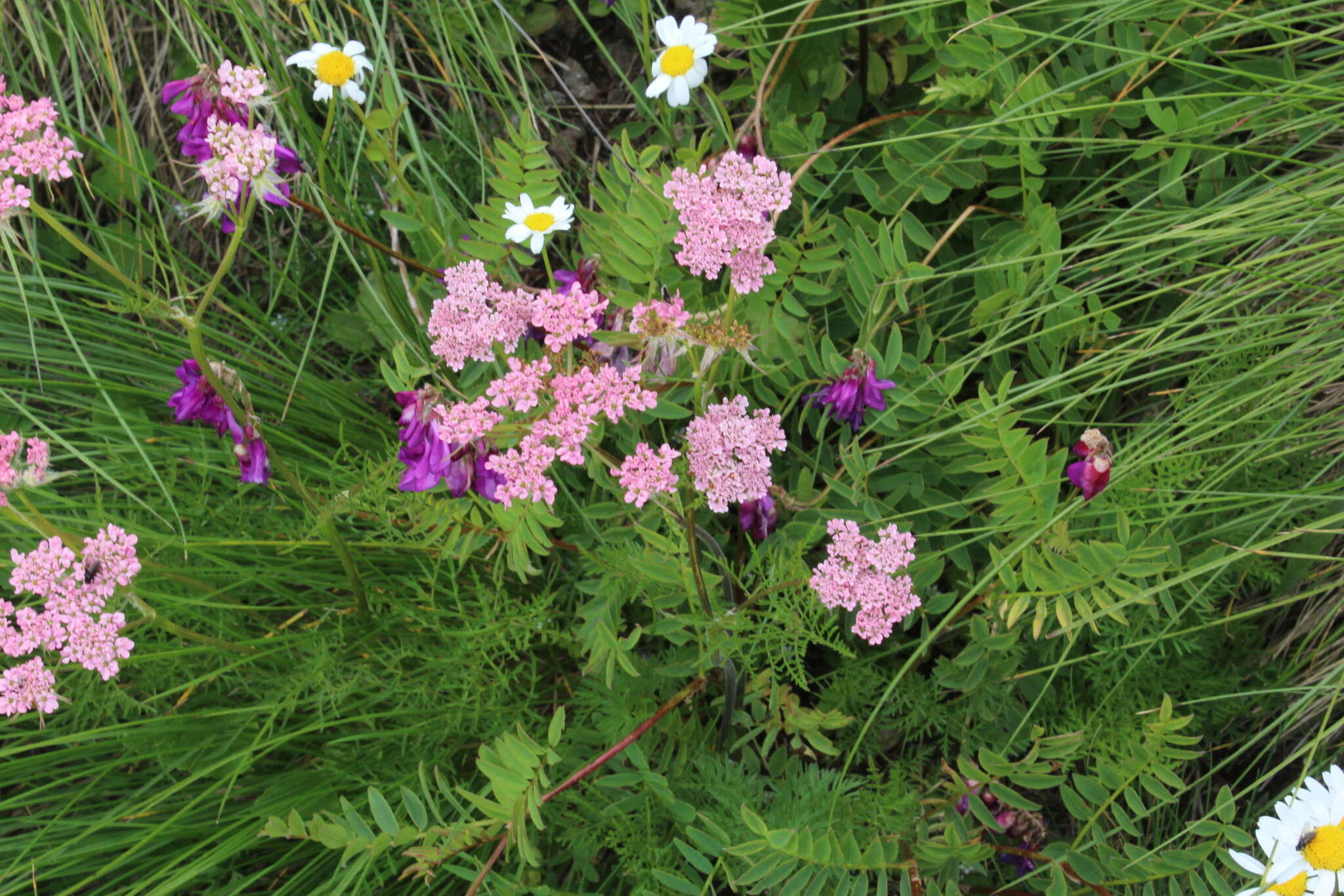 Image de Chaerophyllum roseum M. Bieb.