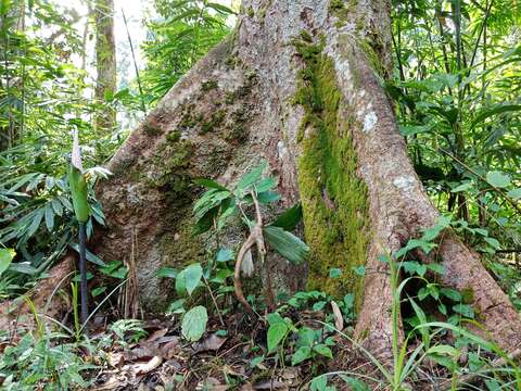 Image of Amorphophallus hewittii Alderw.