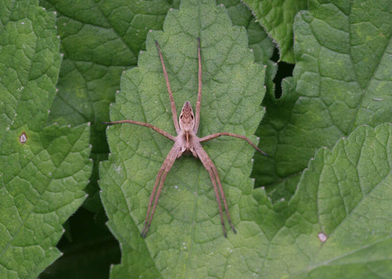 Image of Nursery-web spider