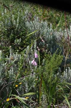 Image of Dierama pulcherrimum (Hook. fil.) Baker