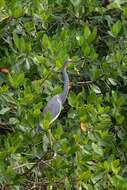 Image de Aigrette tricolore