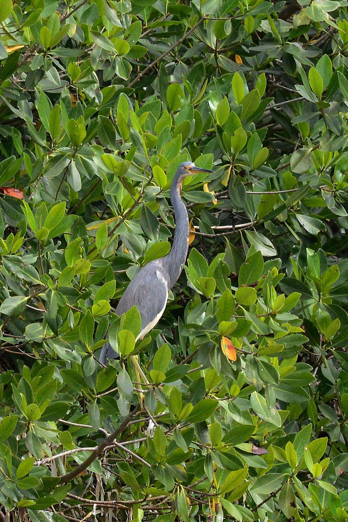 Image de Aigrette tricolore