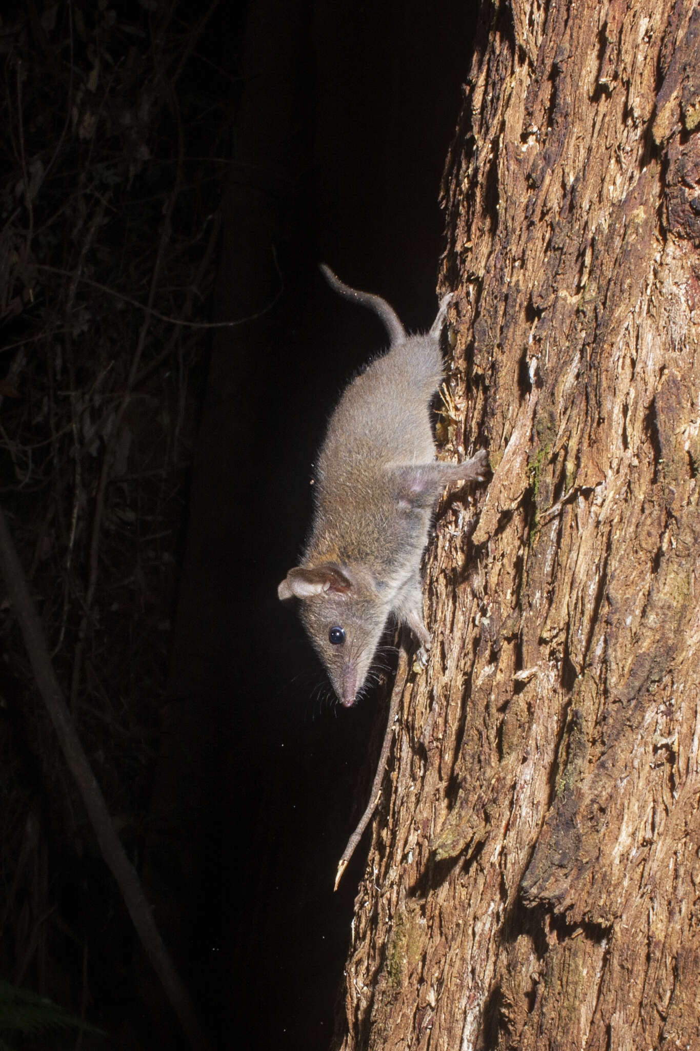 Image of Agile Antechinus