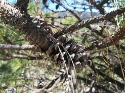Image of Arizona pine