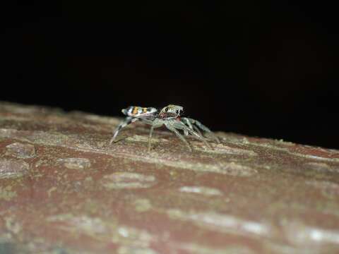 Image of Chrysilla acerosa Wang & Zhang 2012