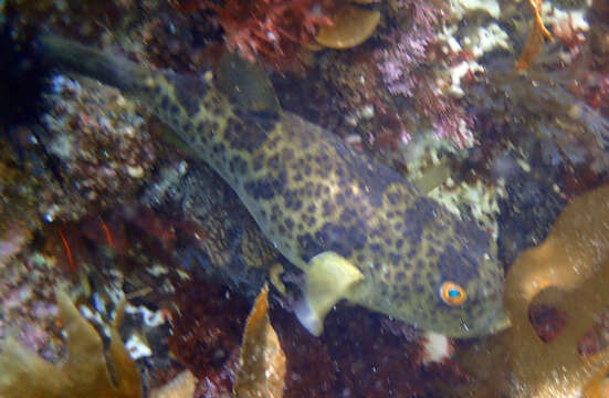 Image of Panther Puffer