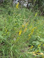 Imagem de Genista tinctoria subsp. tinctoria