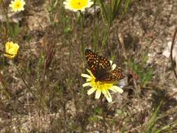 Image of Gabb's Checkerspot