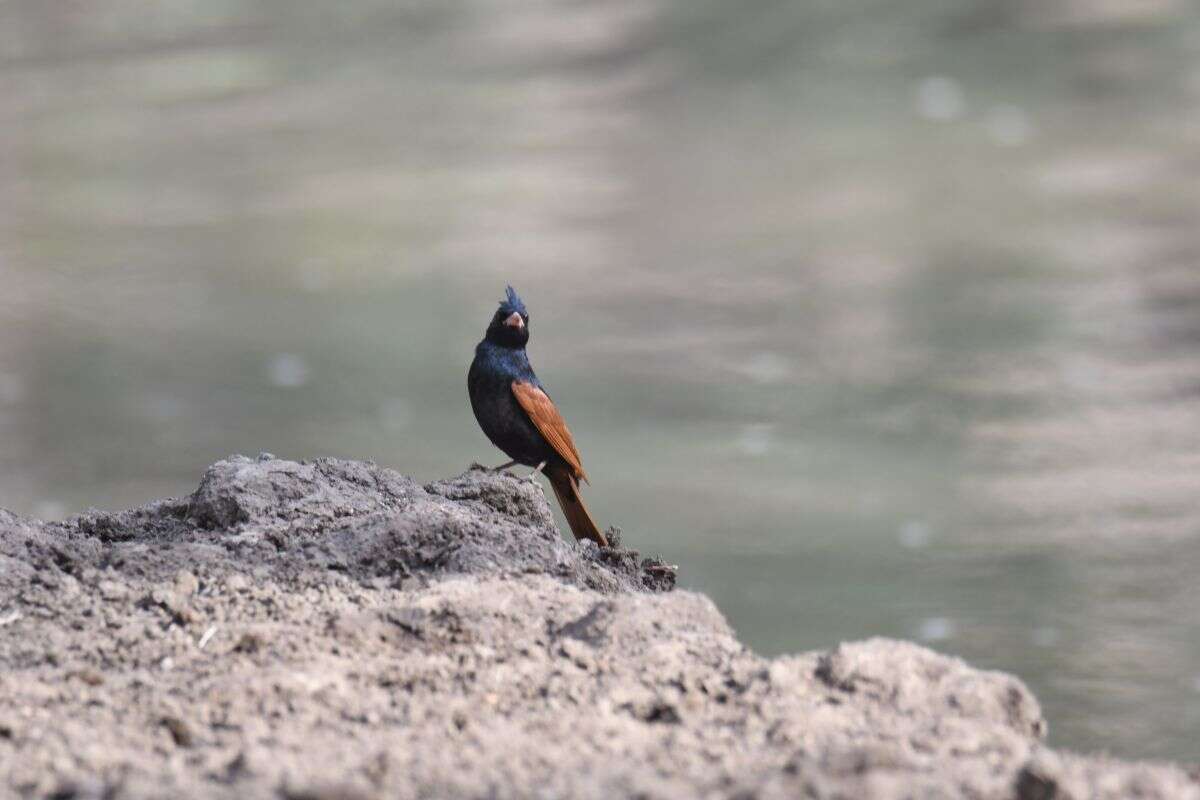 Plancia ëd Emberiza lathami Gray & JE 1831