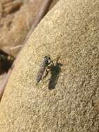 Image of Three-banded Robber Fly