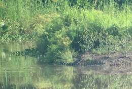 Image of Asiatic Softshell Turtle