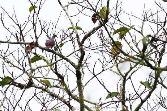 Image of Barred Cuckoo Dove