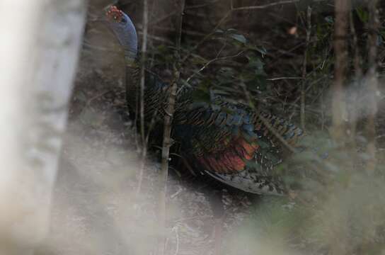 Image of Ocellated Turkey