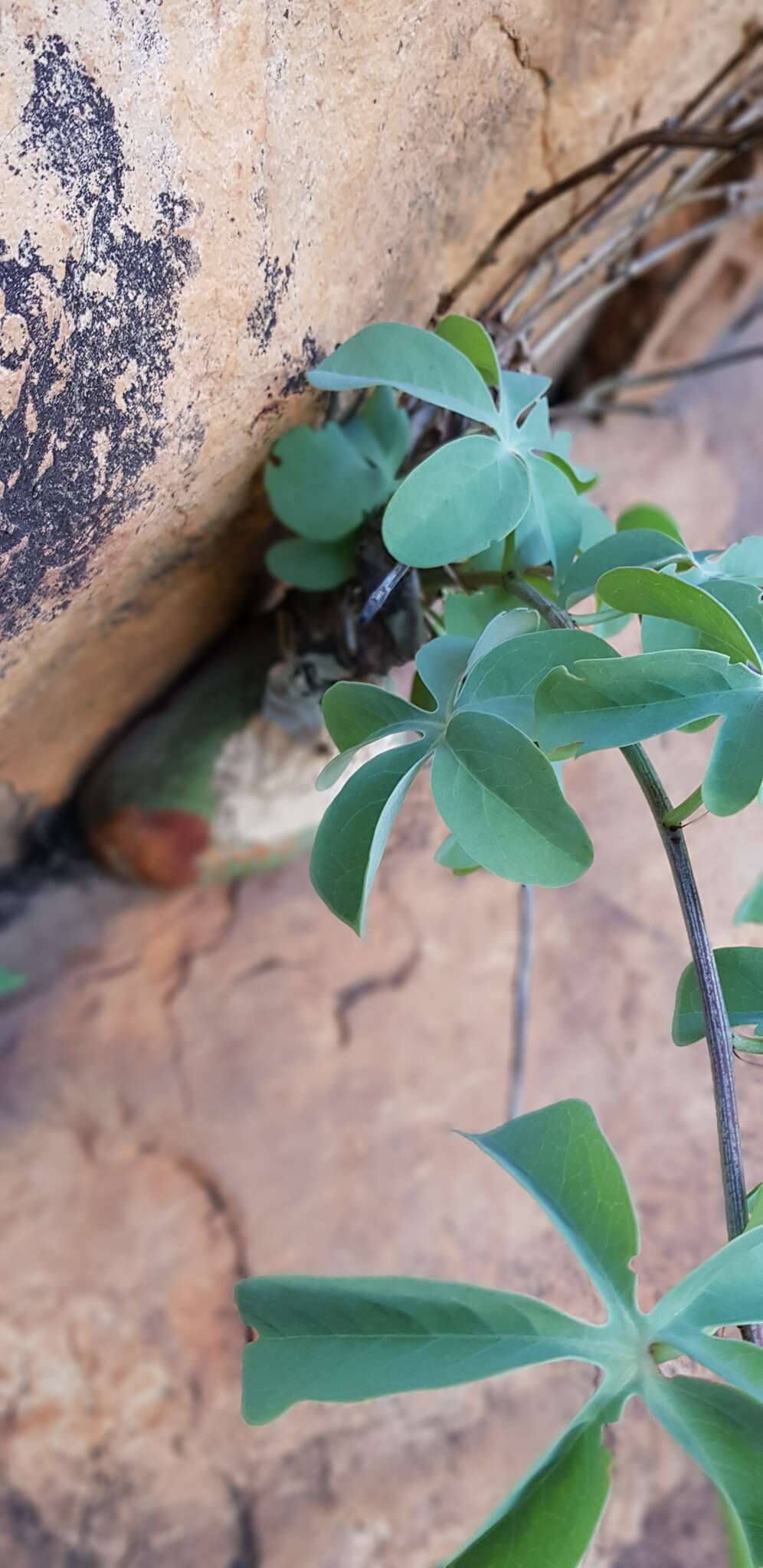 Image of desert rose