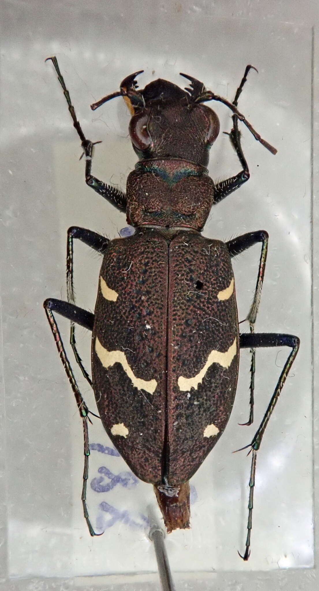 Image of Heath tiger beetle